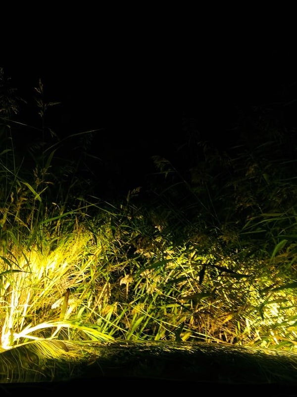 夜、手元の灯りに照らされた葦の群落。黄色く浮かび上がり、その奥は真っ暗である。