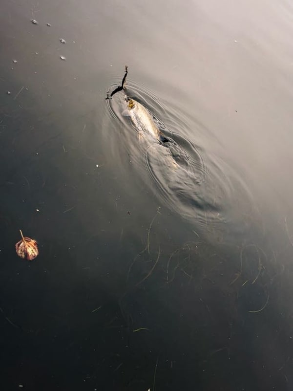 茶色い水面のすぐ下を泳ぐ魚。口に小さなルアーが掛かり、まわりに波紋が広がっている。近くに枯葉が一枚浮かぶ。