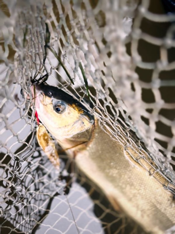 玉網の網目越しに見た魚の頭部。大きな黒い目と金色の頬、口に赤いルアーが掛かっている。