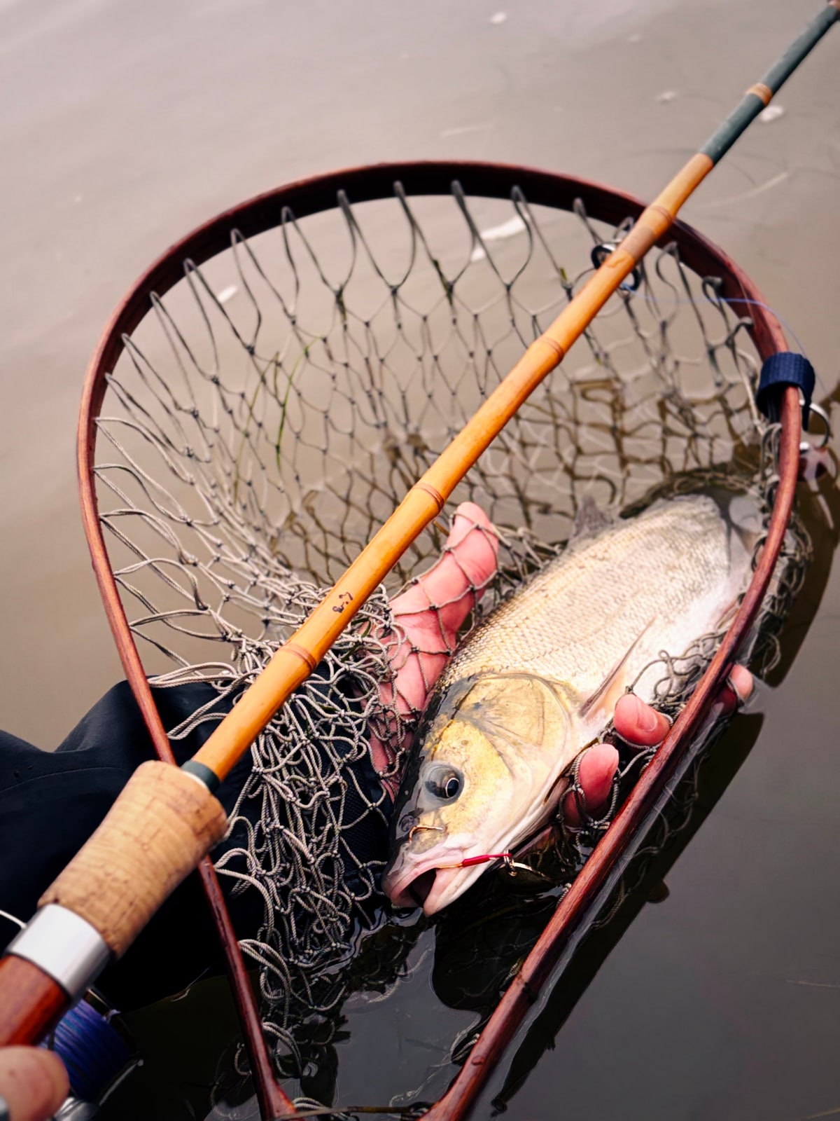 赤い木枠の玉網に入った銀色の魚を水の上で支えている手。手前に飴色の竹の竿が斜めに横切る。