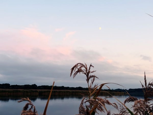 穂の出た葦の向こうに桃色の夕空が広がり、上の方に小さく月が出ている。水面が空の色を映している。