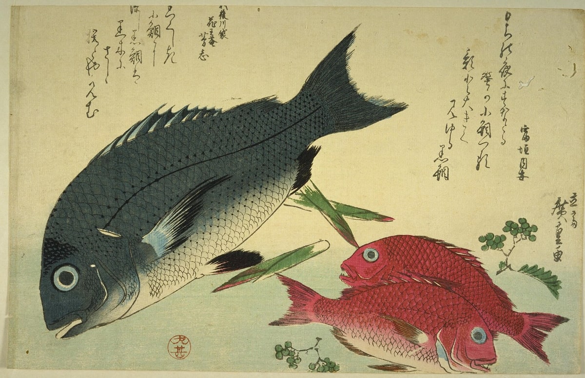 磯春日記　黒鯛