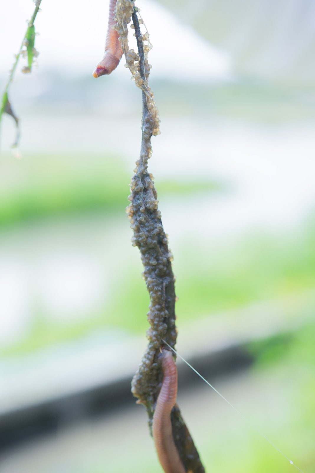 引き上げた針に、水草に絡んだ卵が付いてくる。