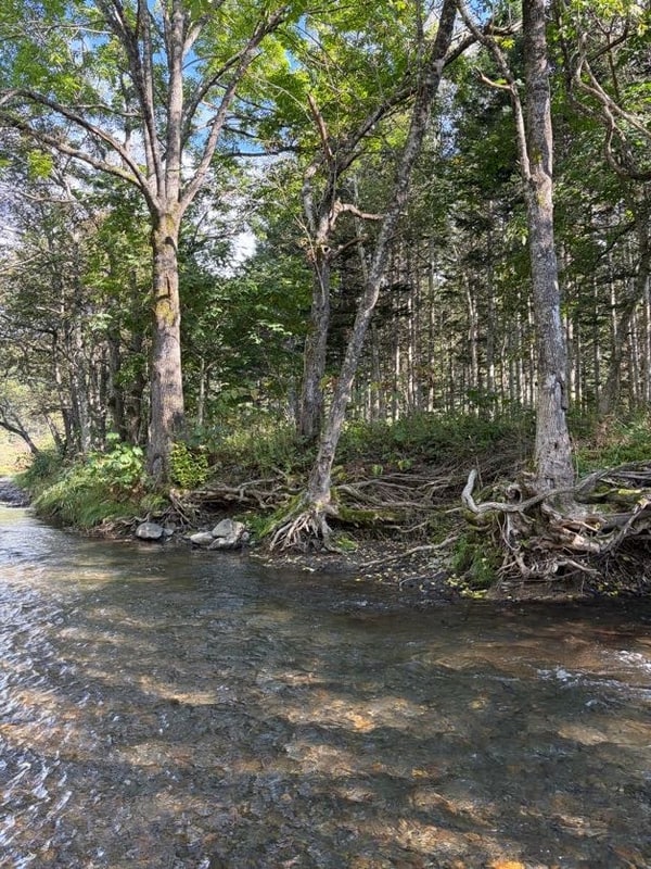 川の対岸で、大木の根が水に洗われて剥き出しになっている。根の下は暗く落ち込んでいる。