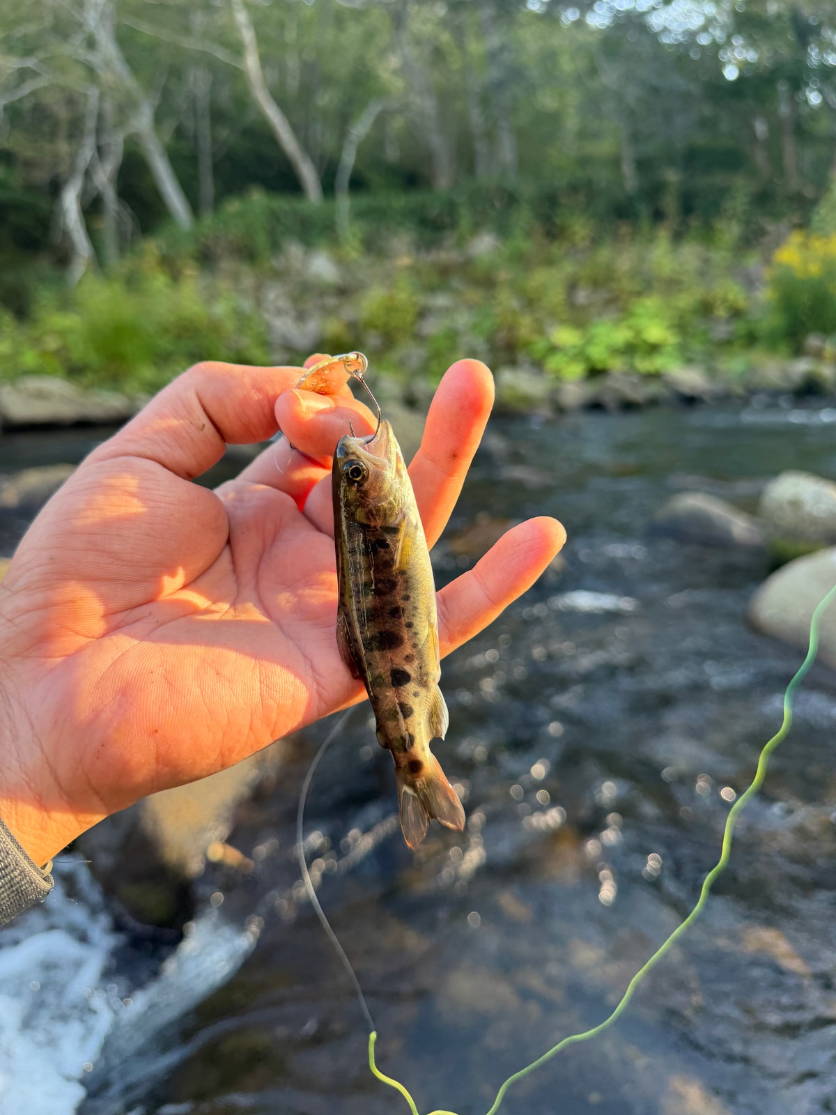 開いた掌の上に小さな魚。体の脇に濃い楕円の斑が並び、口にスプーンを咥えている。背後に瀬。