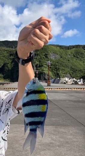 港の岸壁で、腕時計をした手が糸の先に下がった魚を掲げている。銀白の地に黒い横縞が五本、背に黄色。背後に緑の山と港。