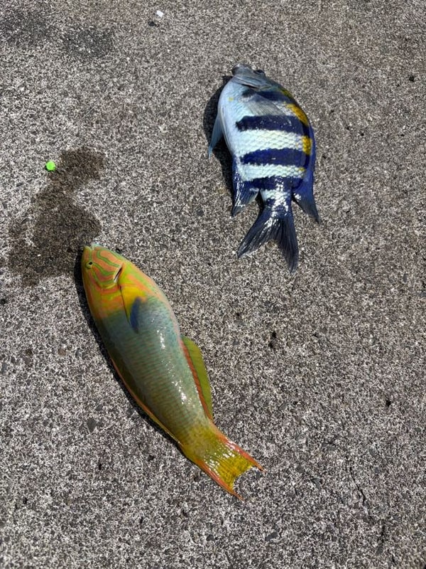 港のコンクリートの上に魚が二尾並ぶ。上は銀白の地に黒い横縞が入り濃紺に沈みかけた魚、下は緑の地に桃色と橙の線を流した細長い魚。