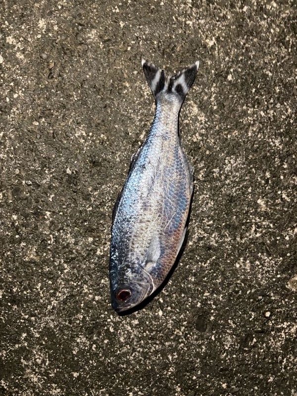夜のコンクリートの上に銀白色の魚が一尾。目が大きく、二叉に分かれた尾のそれぞれに太い黒の帯が入っている。
