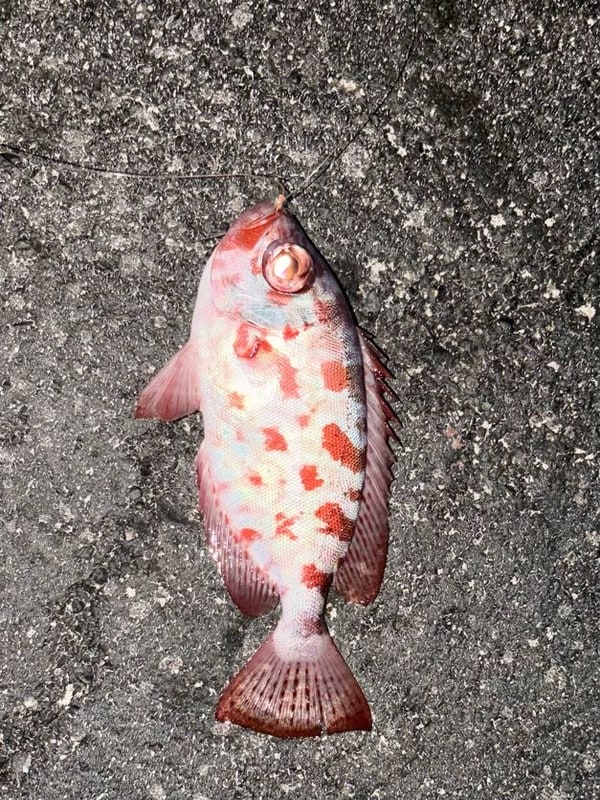 夜のコンクリートの上に、白桃色の地に赤橙の斑を散らした魚が一尾。目が金色に光り、背びれの棘が立ち、その先が暗い。