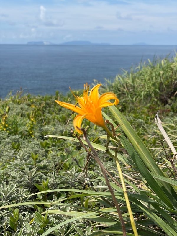 草地に橙色の百合に似た花が一輪開き、その向こうの海の水平線に島影が並んでいる。