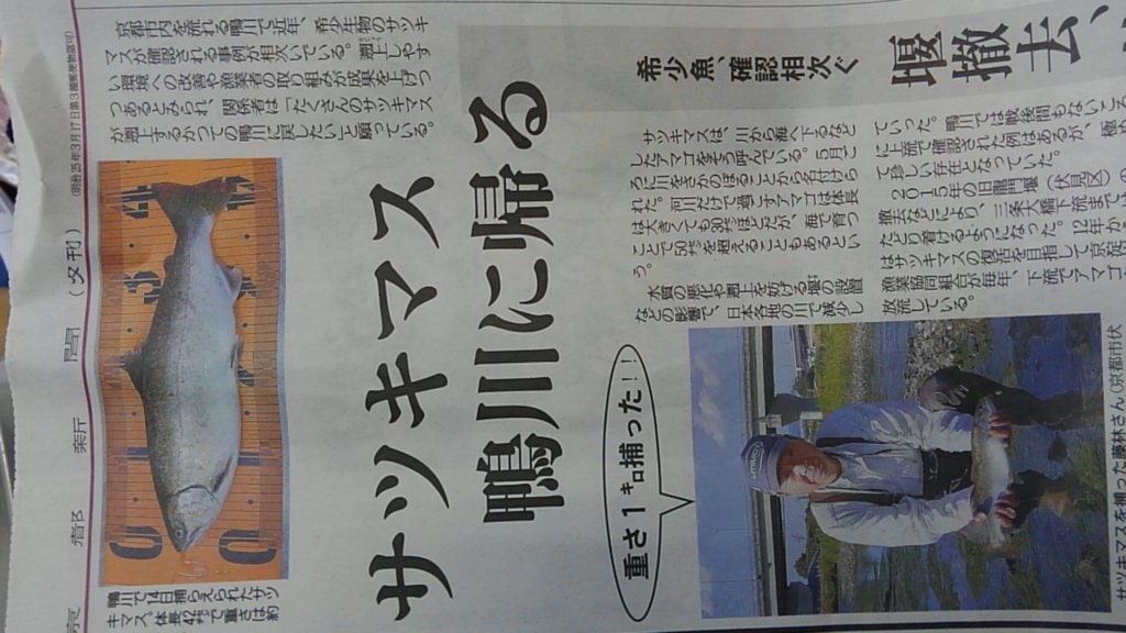京都新聞2017年6月22日号より。アマゴの放流により、サツキマスが鴨川で確認されたことが記されている。いつの日かサツキマスが群れをなして遡上する日が来ることを願っている。※京都賀茂川漁業協同組合webページより