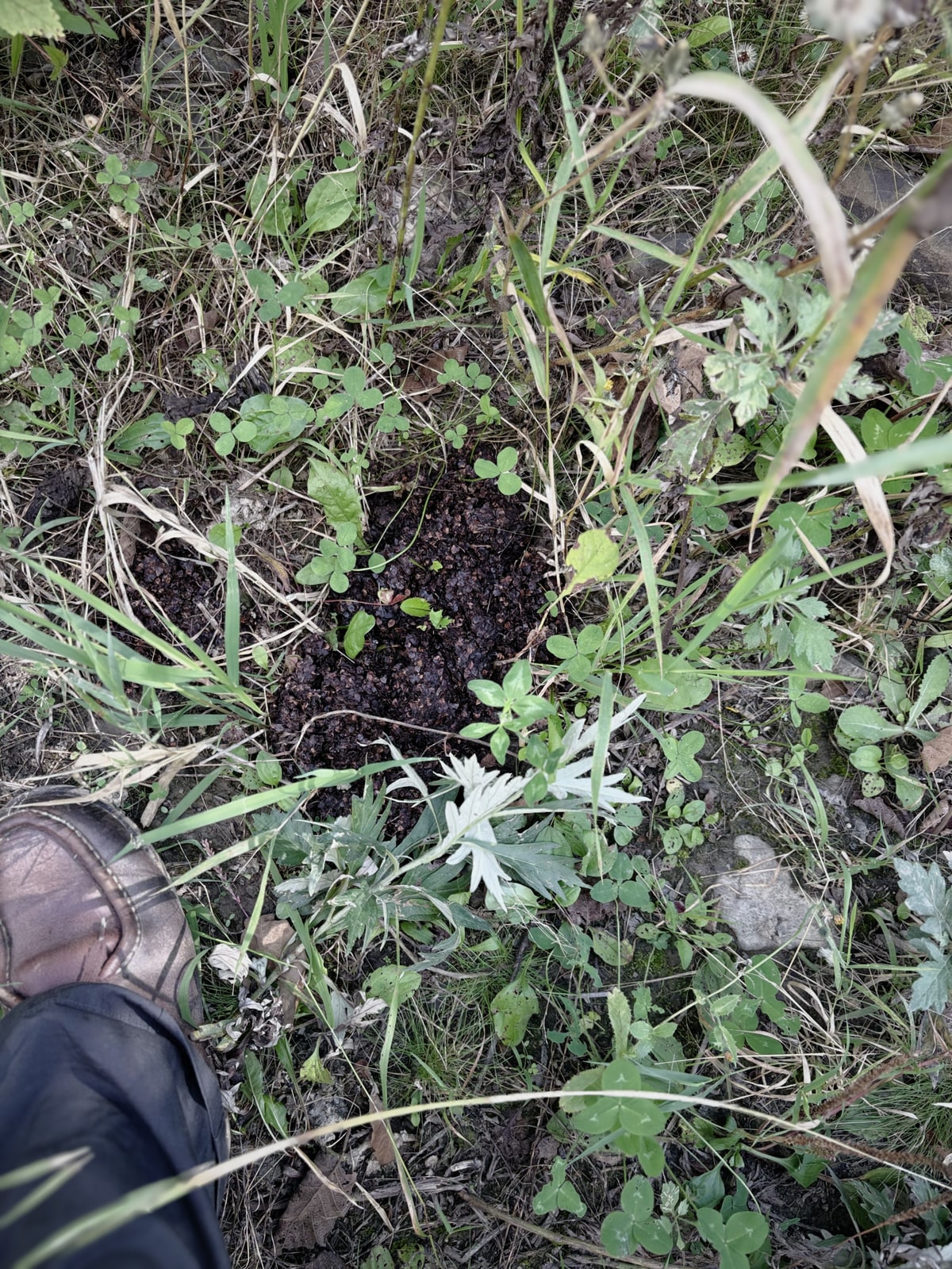 草の中に黒い糞の塊がある。木の実の粒が潰れずに残っていて、湿っている。左下に撮影者の靴の先が入っている。