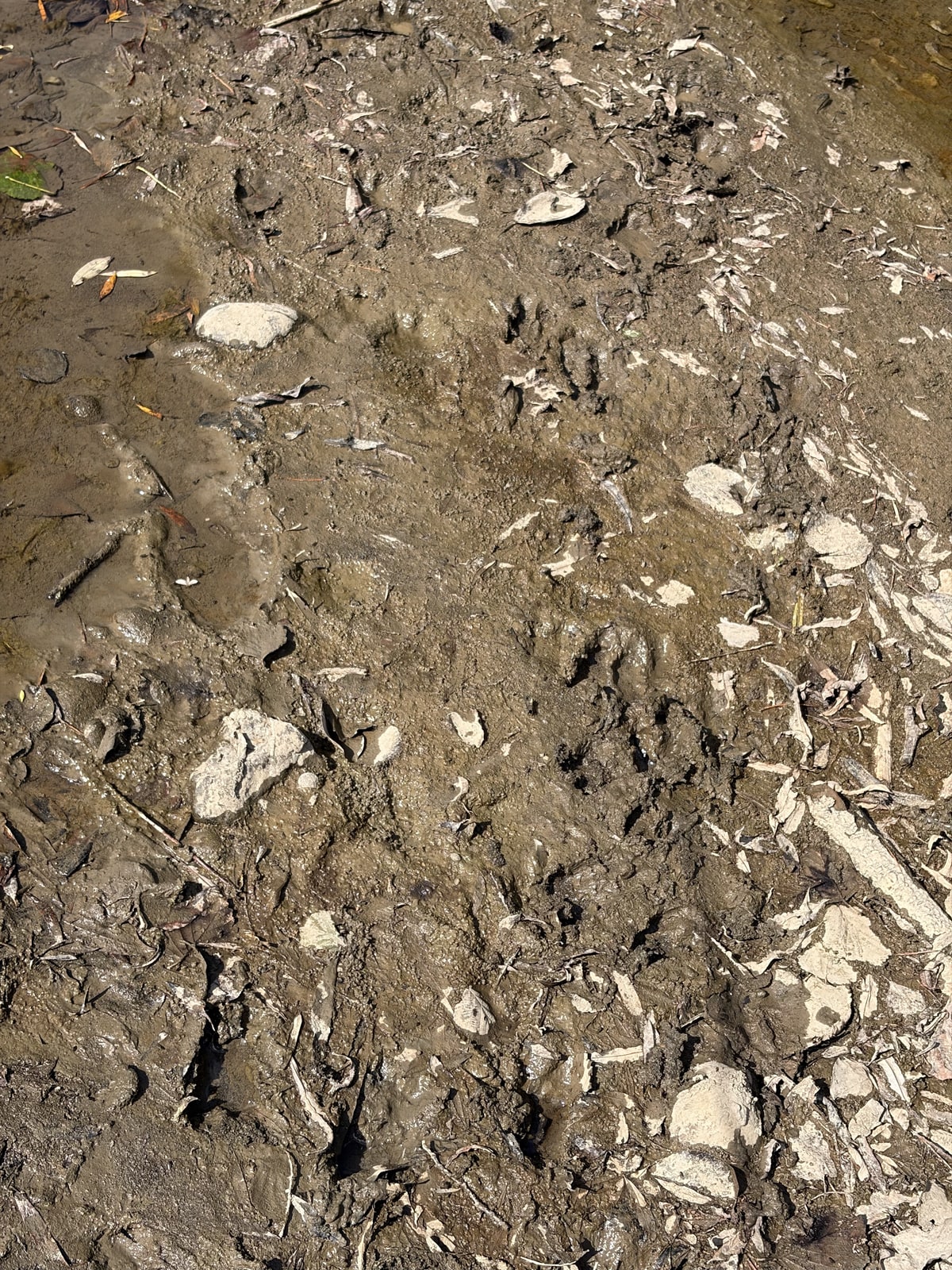 川べりの湿った砂と泥に、複数の獣の足跡がくっきり残っている。指の跡の先に爪の跡が並んで見える。落ち葉と小石が散っている。