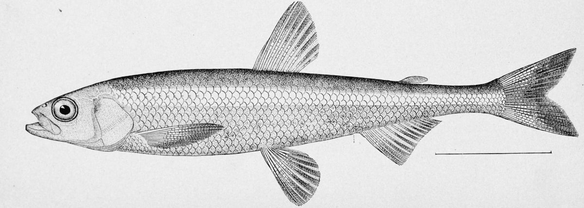ワカサギ。指より細い魚である。